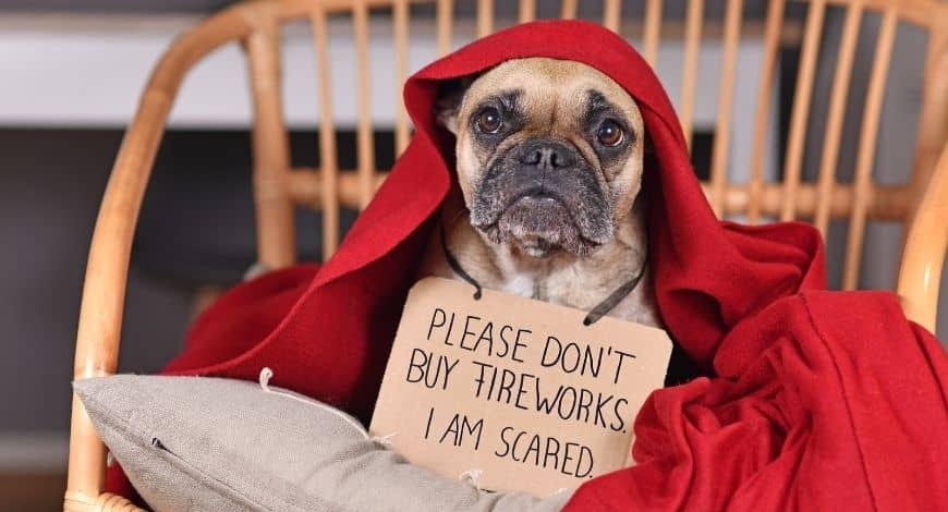 Cómo calmar a tu perro de los petardos y ansiedad por separación con música y TV para perros